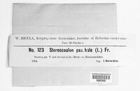 Stereocaulon paschale image